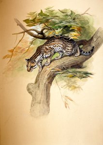 Ocelot door Joseph Wolf